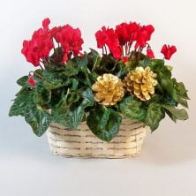Double Red Cyclamen