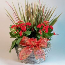 Double Red Kalanchoe