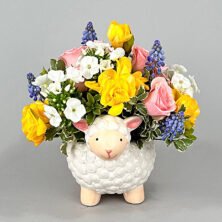 Lamb Chop