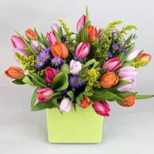 Tulip Time