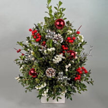 Holiday Boxwood tree